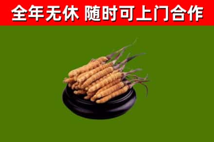 石屏县回收散虫草